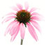 Echinacea
