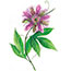 Pasiflora